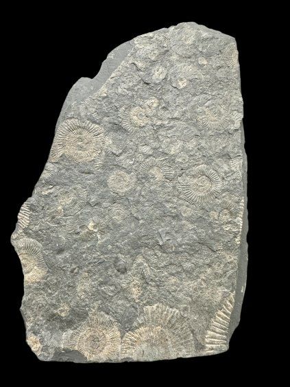 Amonit Dactylioceras – Holzmaden, Německo