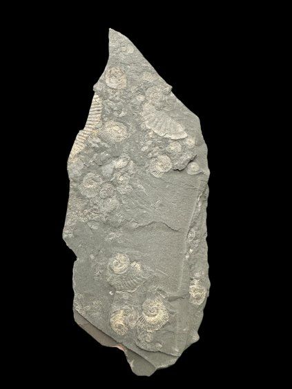 Amonit Dactylioceras – Holzmaden, Německo