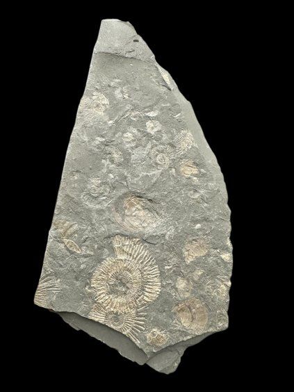 Amonit Dactylioceras – Holzmaden, Německo