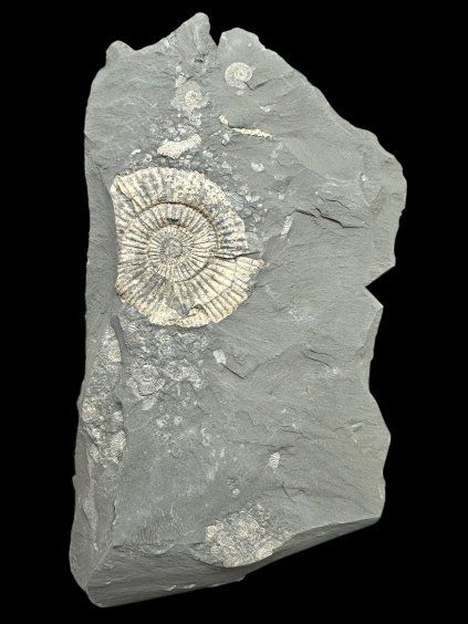 Amonit Dactylioceras – Holzmaden, Německo