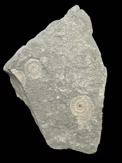 Amonit Dactylioceras – Holzmaden, Německo