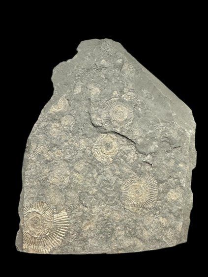 Amonit Dactylioceras – Holzmaden, Německo