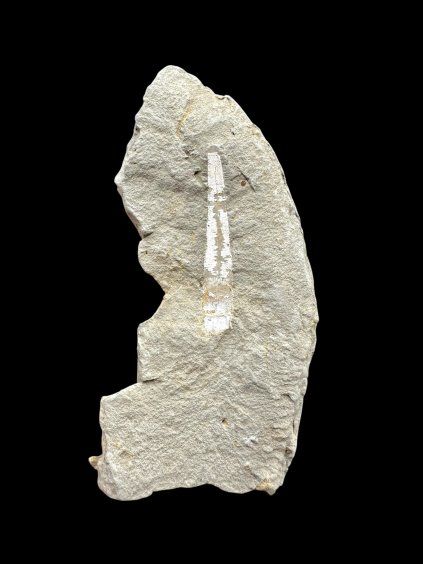 Fossil – Brezno u Chomutova, CZ