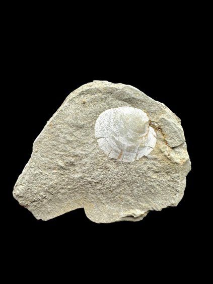 Fossil – Brezno u Chomutova, CZ