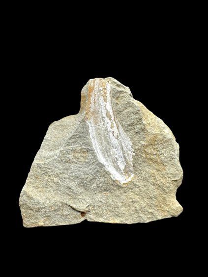Fossil – Brezno u Chomutova, CZ
