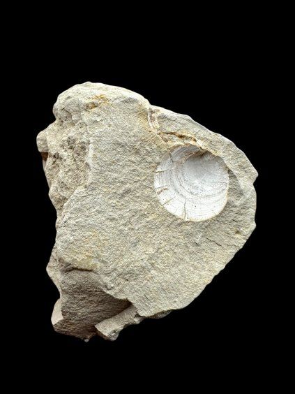 Fossil – Brezno u Chomutova, CZ