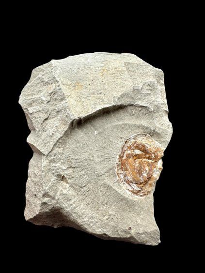 Fossil – Brezno u Chomutova, CZ