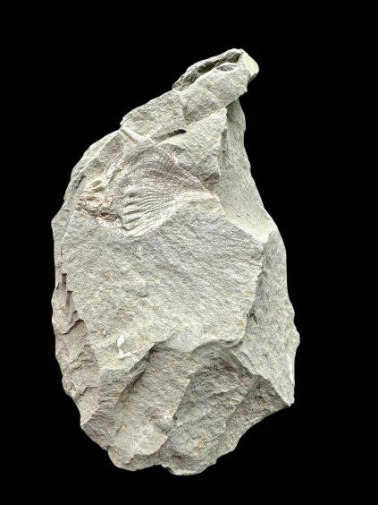 Fossil – Brezno u Chomutova, CZ