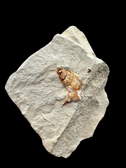Fossil – Brezno u Chomutova, CZ