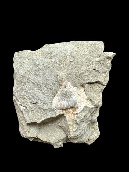 Fossil – Brezno u Chomutova, CZ