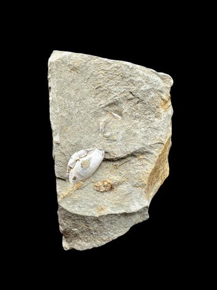 Fossil – Brezno u Chomutova, CZ