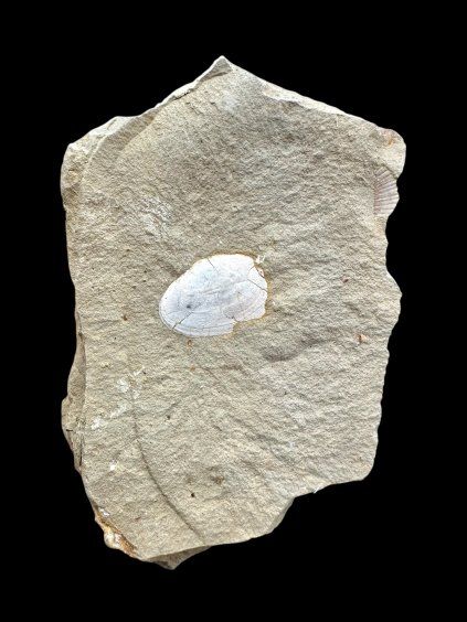 Fossil – Brezno u Chomutova, CZ
