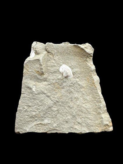 Fossil – Brezno u Chomutova, CZ