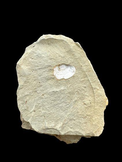 Fossil – Brezno u Chomutova, CZ