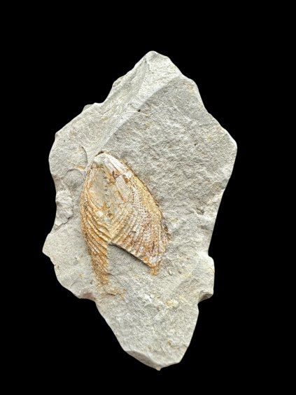 Fossil – Brezno u Chomutova, CZ