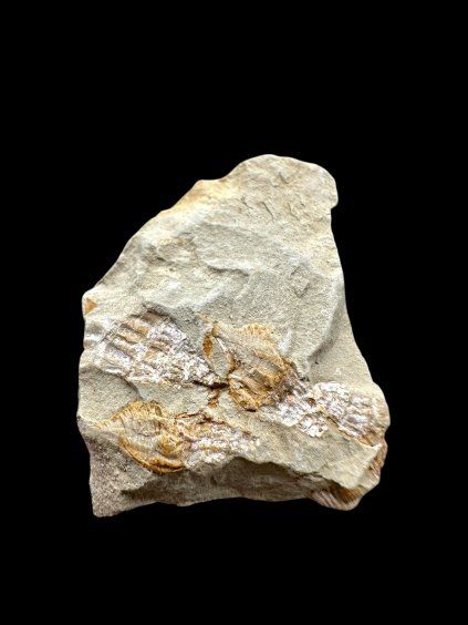 Fossil – Brezno u Chomutova, CZ