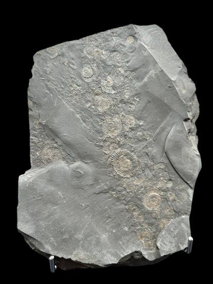 Amonit Dactylioceras – Holzmaden, Německo