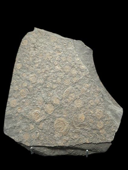 Ammonite Dactylioceras – Holzmaden, Germany