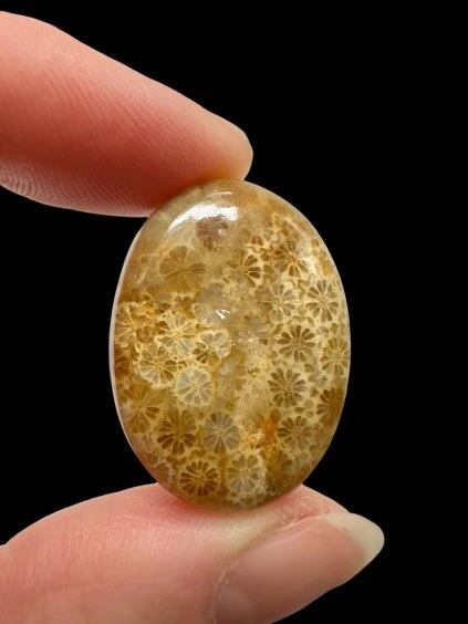 Fossil coral cabochon – Indonesia