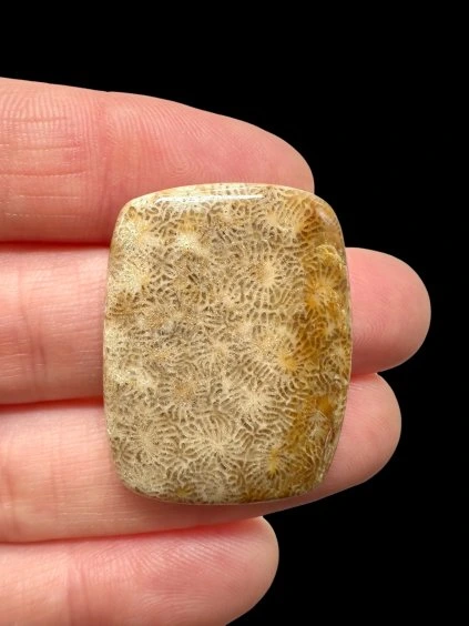 Fossil coral cabochon – Indonesia