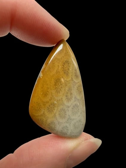 Fossil coral cabochon – Indonesia