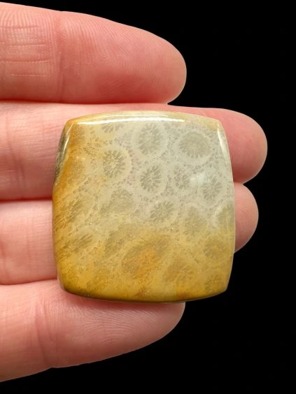 Fossiler Koral Cabochon – Indonesien