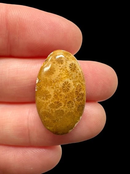Fossil coral cabochon – Indonesia