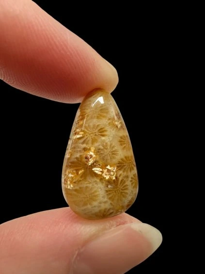 Fossiler Koral Cabochon – Indonesien