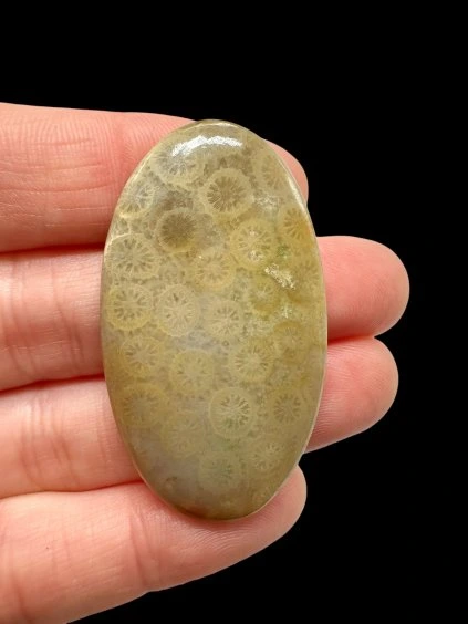 Fossil coral cabochon – Indonesia