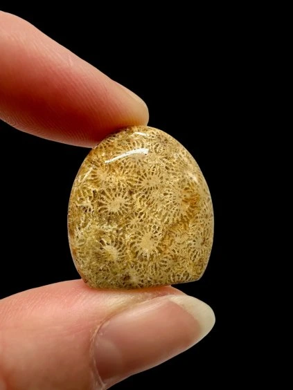 Fossil coral cabochon – Indonesia