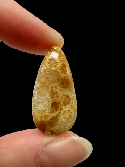 Fossiler Koral Cabochon – Indonesien