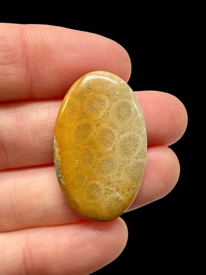 Fossiler Koral Cabochon – Indonesien