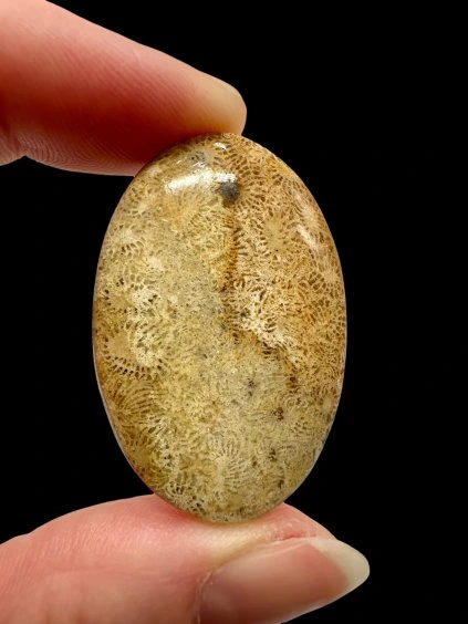 Fossiler Koral Cabochon – Indonesien
