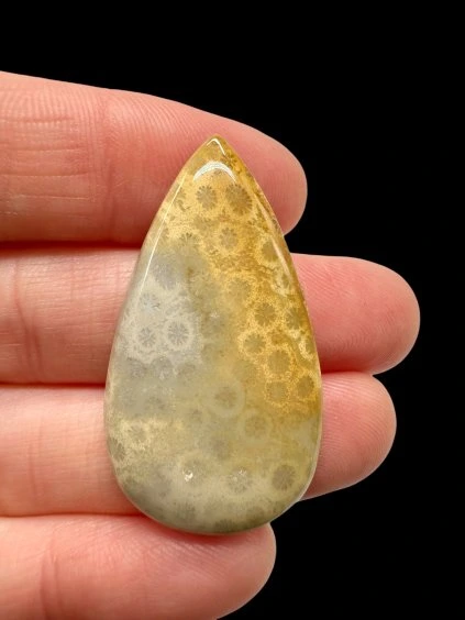 Fossiler Koral Cabochon – Indonesien