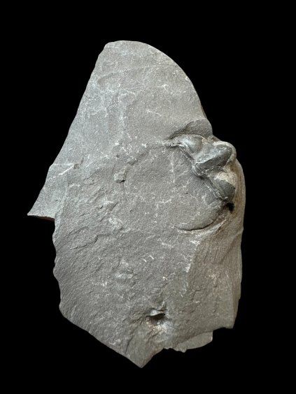 Trilobit Onnia Superba – Pankrác, Metro D, ČR