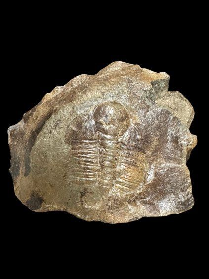 Trilobite Hydrocephalus minor – Jince, CZ