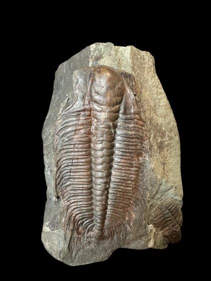 Trilobite Hydrocephalus minor – Jince, CZ