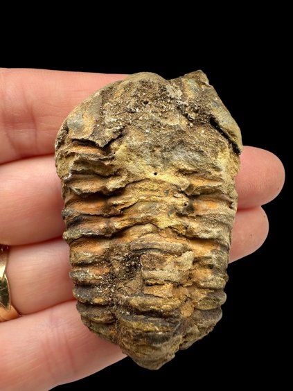 Trilobite – Grand Atlas, Morocco
