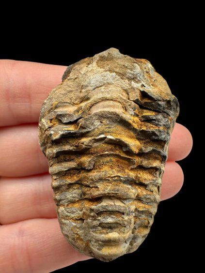 Trilobite – Grand Atlas, Morocco
