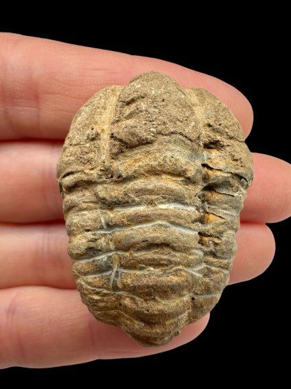 Trilobite – Grand Atlas, Morocco