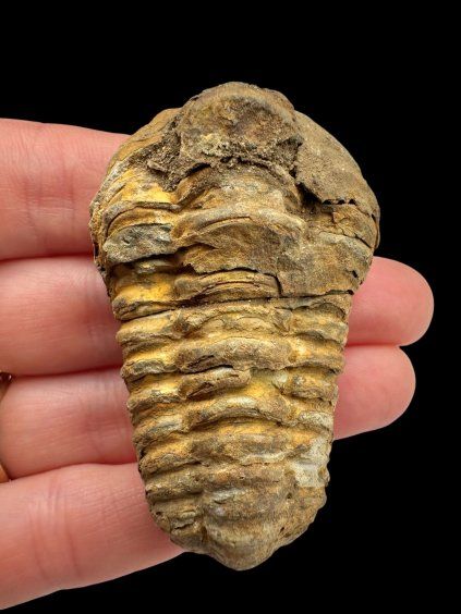Trilobit – Hoher Atlas, Marokko