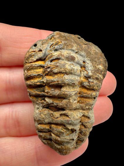 Trilobit – Velký Atlas, Maroko