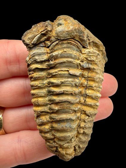 Trilobite – Grand Atlas, Morocco