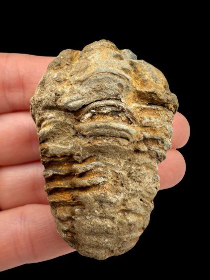 Trilobit – Hoher Atlas, Marokko