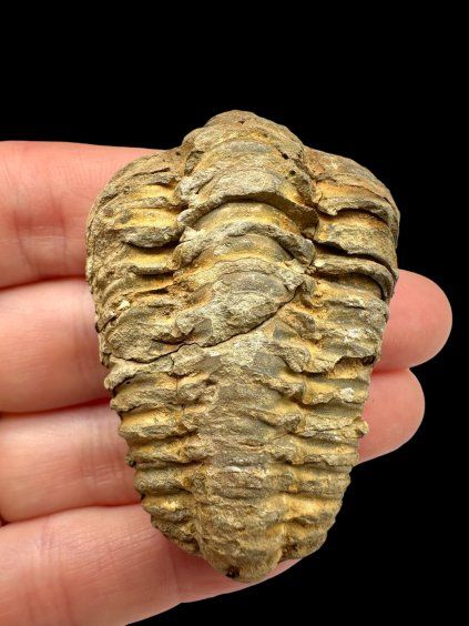 Trilobite – Grand Atlas, Morocco