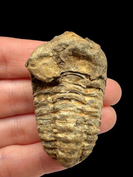 Trilobit – Velký Atlas, Maroko