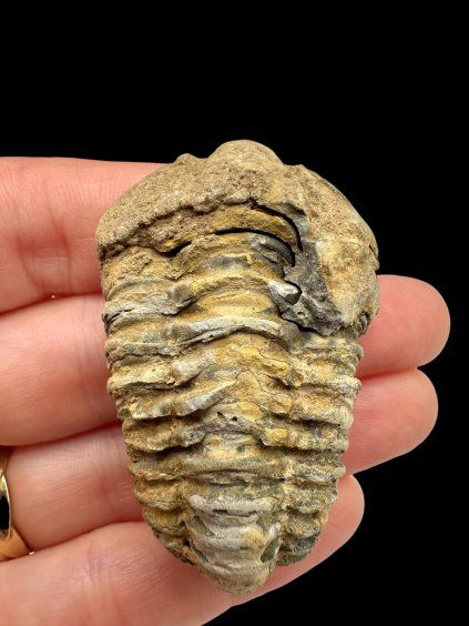 Trilobit – Velký Atlas, Maroko