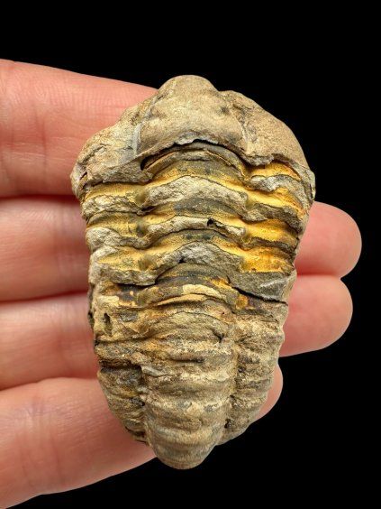 Trilobite – Grand Atlas, Morocco