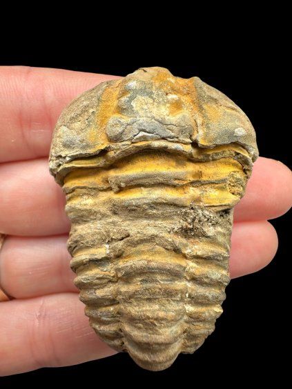 Trilobit – Velký Atlas, Maroko