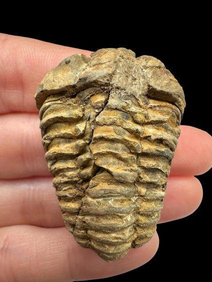 Trilobit – Velký Atlas, Maroko